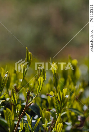 發芽茶領域 發芽茶領域 76510531