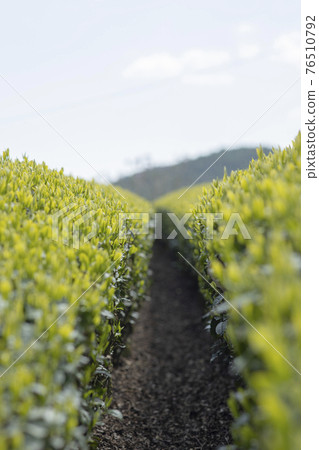 有新芽的茶園 76510792