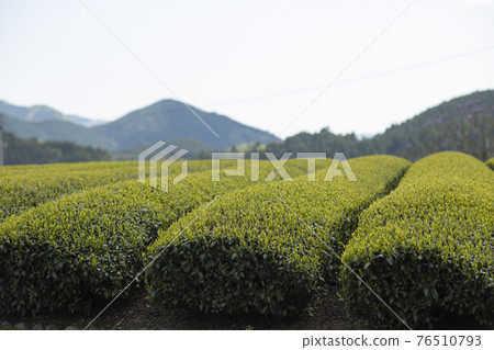 有新芽的茶園 76510793