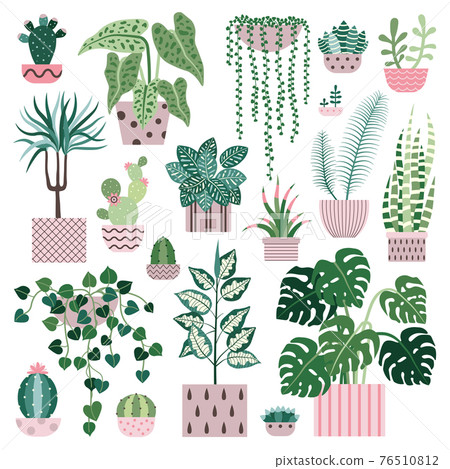 House Plants Cacti and Succulents Flower Pots 76510812