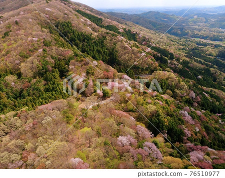 Wild cherry blossoms on Mt. Takamine (Sakuragawa City, Ibaraki Prefecture) 76510977