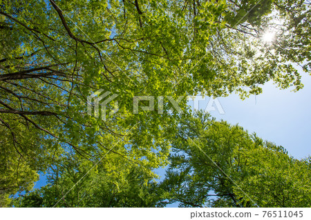Fresh green trees looking up ① Fresh green trees looking up ① 76511045
