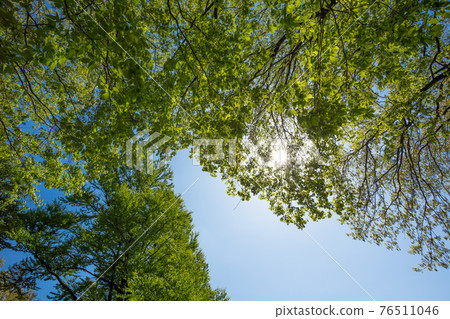 Fresh green trees looking up ② 76511046