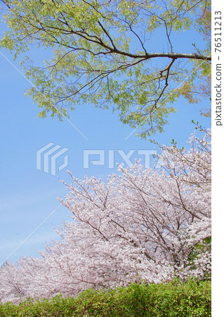 Cherry blossoms in Kameike Park in full bloom, Kainan City, Wakayama Prefecture 76511213