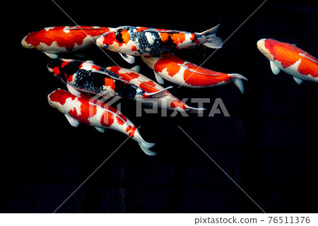 Nishikigoi swimming Nishikigoi swimming 76511376