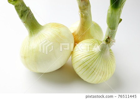 New onion white background white background New onion white background white background 76511445