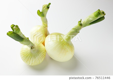New onion white background white background New onion white background white background 76511446