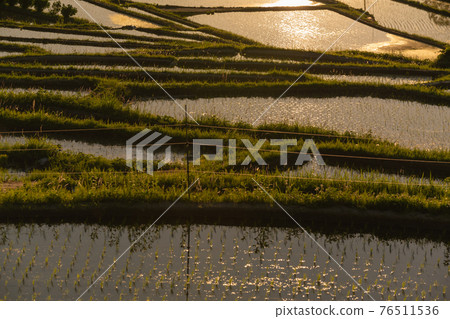 Photographed rice terraces in the evening of Hosokawa, Asuka Village, Nara Prefecture Photographed rice terraces in the evening of Hosokawa, Asuka Village, Nara Prefecture 76511536