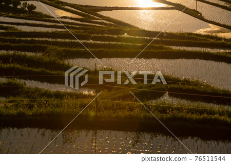 Photographed rice terraces in the evening of Hosokawa, Asuka Village, Nara Prefecture Photographed rice terraces in the evening of Hosokawa, Asuka Village, Nara Prefecture 76511544