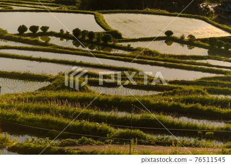 Photographed rice terraces in the evening of Hosokawa, Asuka Village, Nara Prefecture Photographed rice terraces in the evening of Hosokawa, Asuka Village, Nara Prefecture 76511545