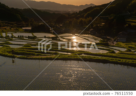 Photographed rice terraces in the evening of Hosokawa, Asuka Village, Nara Prefecture Photographed rice terraces in the evening of Hosokawa, Asuka Village, Nara Prefecture 76511550