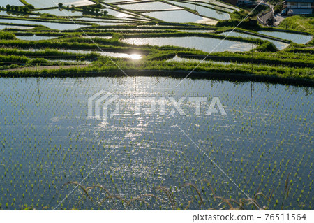 Photographed rice terraces in the evening of Hosokawa, Asuka Village, Nara Prefecture Photographed rice terraces in the evening of Hosokawa, Asuka Village, Nara Prefecture 76511564
