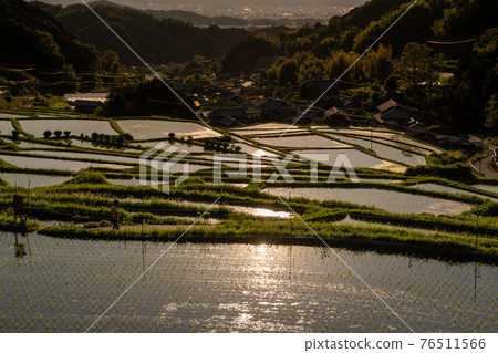 拍攝奈良縣明日香村細川的晚稻田 拍攝奈良縣明日香村細川的晚稻田 76511566
