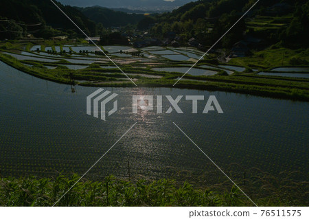 Photographed rice terraces in the evening of Hosokawa, Asuka Village, Nara Prefecture Photographed rice terraces in the evening of Hosokawa, Asuka Village, Nara Prefecture 76511575