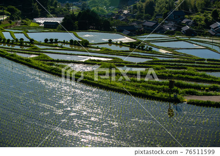 Photographed rice terraces in the evening of Hosokawa, Asuka Village, Nara Prefecture Photographed rice terraces in the evening of Hosokawa, Asuka Village, Nara Prefecture 76511599