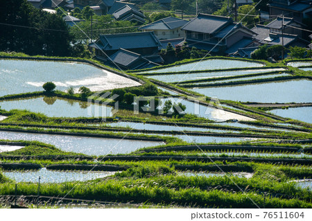 Photographed rice terraces in the evening of Hosokawa, Asuka Village, Nara Prefecture Photographed rice terraces in the evening of Hosokawa, Asuka Village, Nara Prefecture 76511604