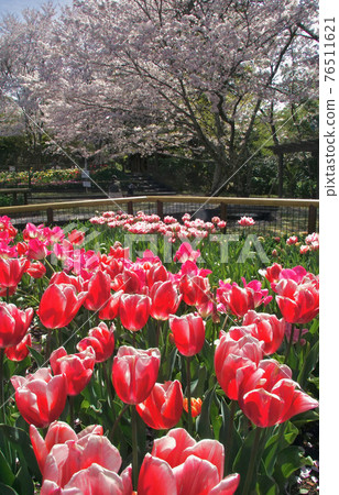Tulips and cherry blossoms in full bloom Kameike Park, Kainan City, Wakayama Prefecture 76511621