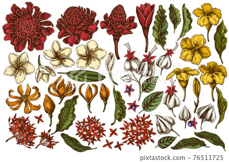 Vector set of hand drawn colored plumeria, allamanda, clerodendrum, champak, etlingera, ixora 76511725