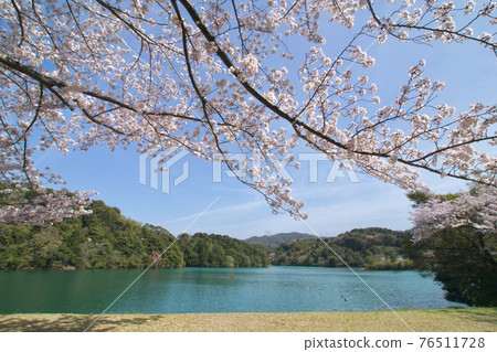 A view of Kameike Park in spring, Kainan City, Wakayama Prefecture 76511728