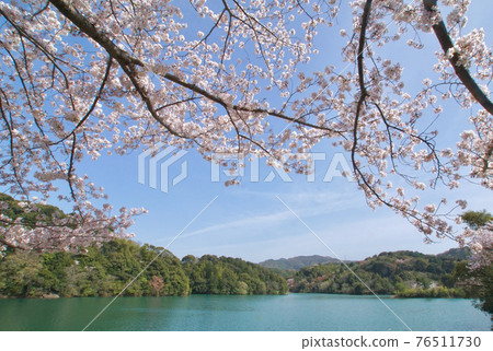和歌山縣沿海市龜池公園的春天景色 76511730