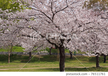 八幡屋公園的櫻花 八幡屋公園的櫻花 76511761