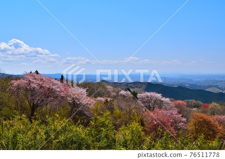The cherry blossoms in full bloom seen from Mt. The cherry blossoms in full bloom seen from Mt. 76511778