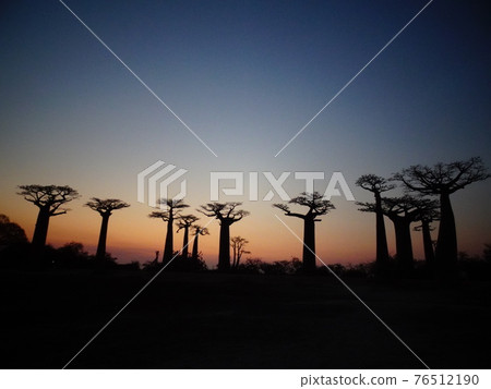 Sunset on the Baobab Highway (Madagascar Morondava) 76512190