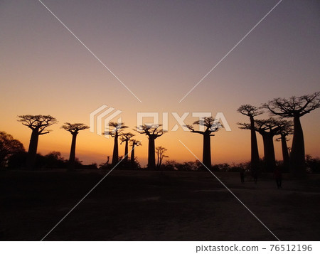 Sunset on the Baobab Highway (Madagascar Morondava) 76512196