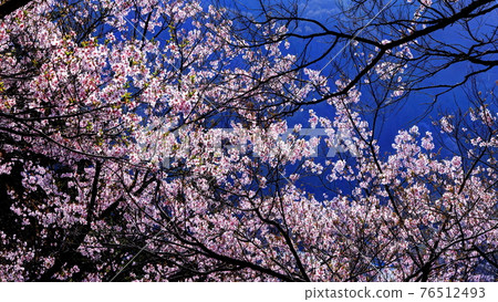 東小櫻桃小碼頭 東小櫻桃小碼頭 76512493