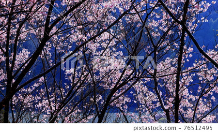 Higashi small small cherry wharf Higashi small small cherry wharf 76512495