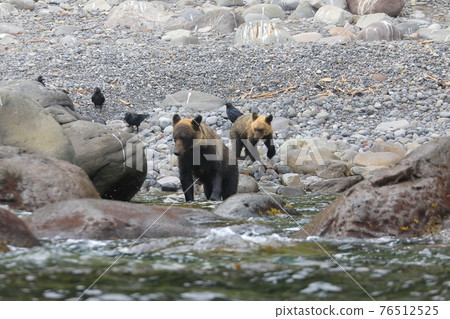 Brown bear on the Shiretoko Peninsula, Hokkaido 76512525