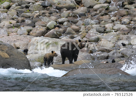 Brown bear on the Shiretoko Peninsula, Hokkaido 76512526