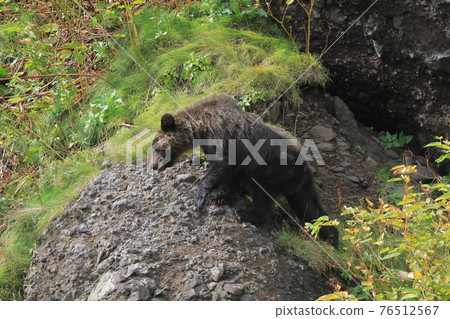 Brown bear on the Shiretoko Peninsula, Hokkaido Brown bear on the Shiretoko Peninsula, Hokkaido 76512567