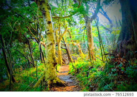A straight road overgrown with vegetation on an uninhabited island 76512693