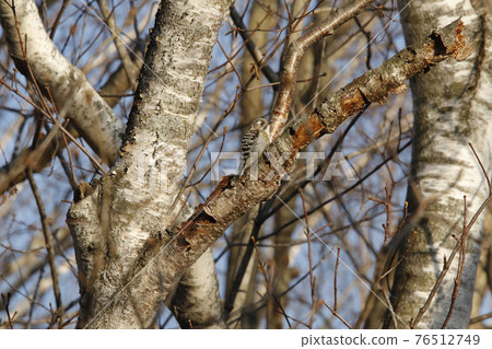 Japanese pygmy woodpecker, woodpecker, Hokkaido wild bird 76512749
