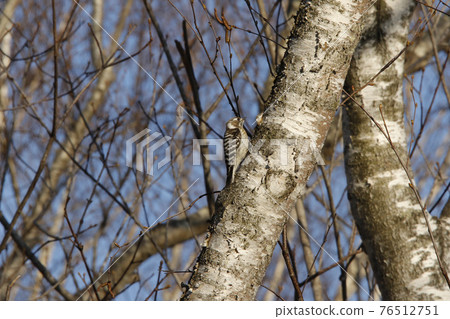 Japanese pygmy woodpecker, woodpecker, Hokkaido wild bird 76512751