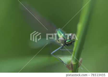 April 7 Confirmation of damselfly Kamakura Central Park April 7 Confirmation of damselfly Kamakura Central Park 76513435