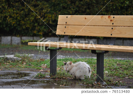 Cat rain shelter (stray cat) - Stock Photo [76513480] - PIXTA