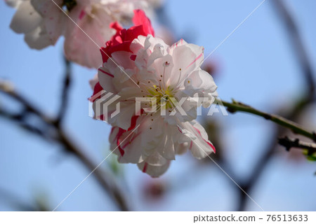 Peach Flower in Osaka Castle Peach Grove 16 76513633