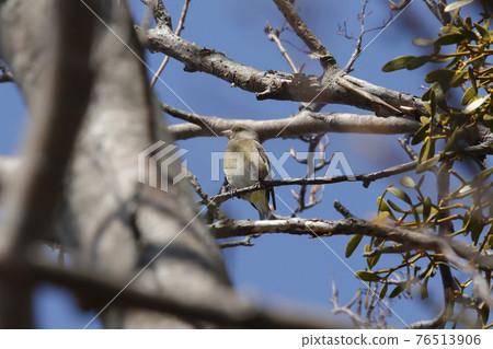 Kawarahiwa Kawahara 鶸 Hokkaido wild birds 76513906