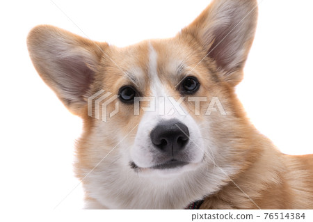 corgi welsh pembroke isolated corgi welsh pembroke isolated 76514384