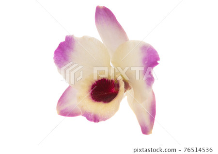 orchid flower isolated 76514536