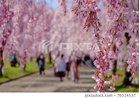 Nicchusen Weeping Cherry Blossoms 76514537