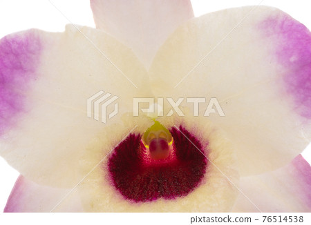 orchid flower isolated 76514538