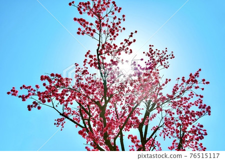 Chrysanthemum peach illuminated by the sun Chrysanthemum peach illuminated by the sun 76515117