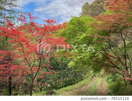 和歌山縣有田市伊東賀堀附近紀伊路熊野古道 76515118