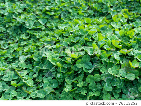 One-sided trefoil clover One-sided trefoil clover 76515252