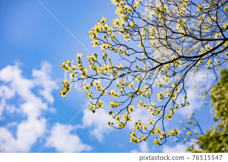 << Flower >> Dogwood blue sky << Flower >> Dogwood blue sky 76515547