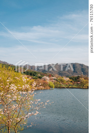 Spring of Seoul grand park in Gwacheon, Korea Spring of Seoul grand park in Gwacheon, Korea 76515780