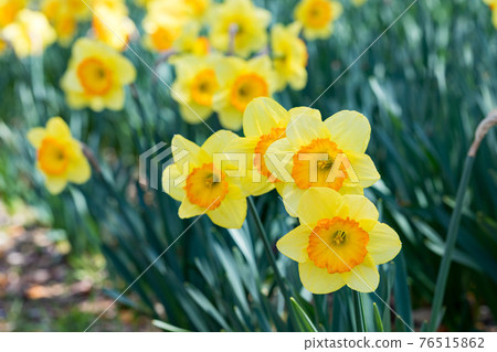 Chichibu Muse Park, Chichibu City, Saitama Prefecture 76515862